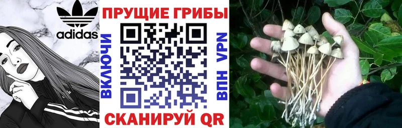 Галлюциногенные грибы Psilocybine cubensis купить наркотик Ярцево